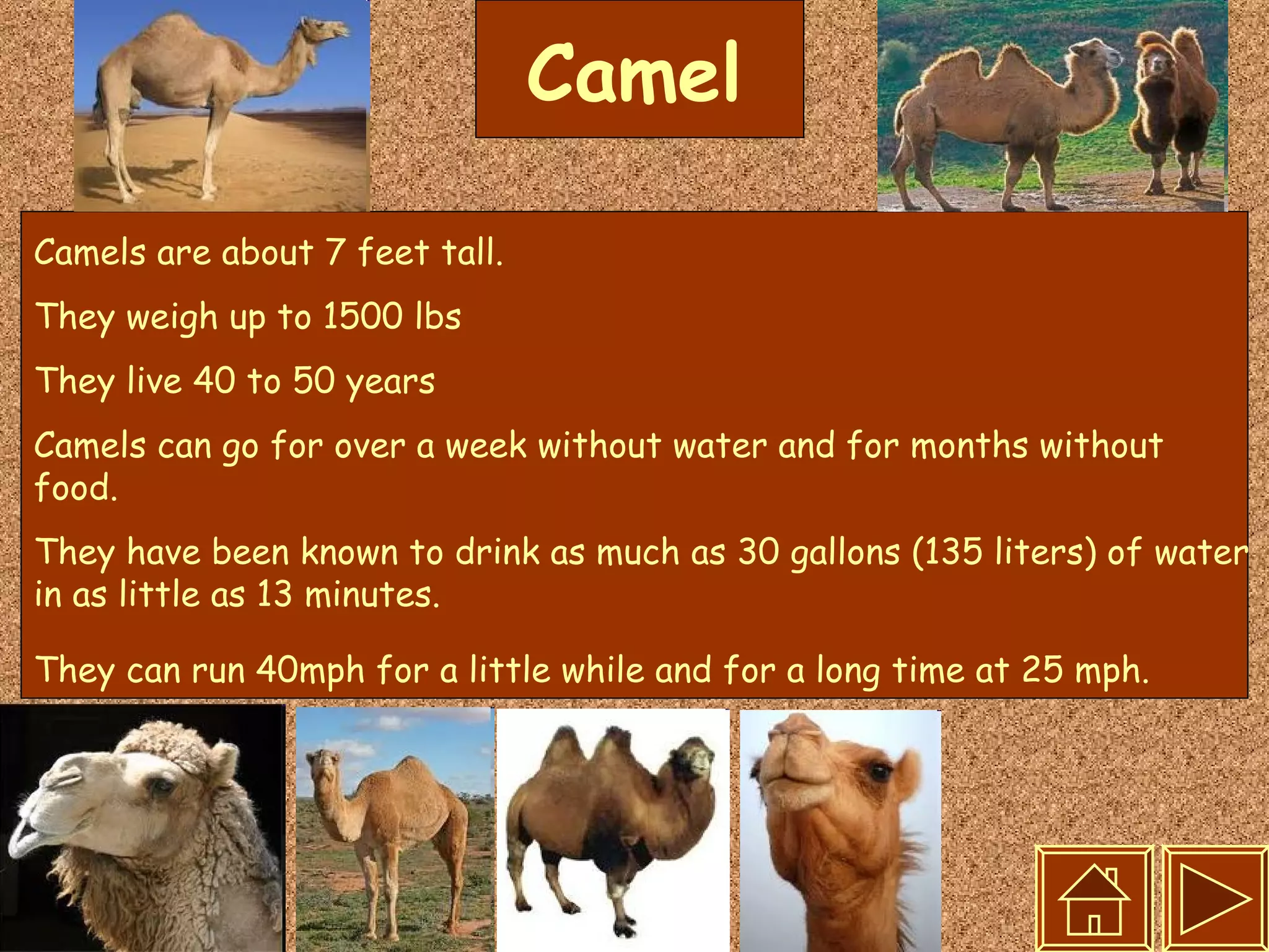 Camel Camels are about 7 feet tall.  They weigh up to 1500 lbs  They live 40 to 50 years  Camels can go for over a week without water and for months without food.  They have been known to drink as much as 30 gallons (135 liters) of water in as little as 13 minutes.  They can run 40mph for a little while and for a long time at 25 mph.   