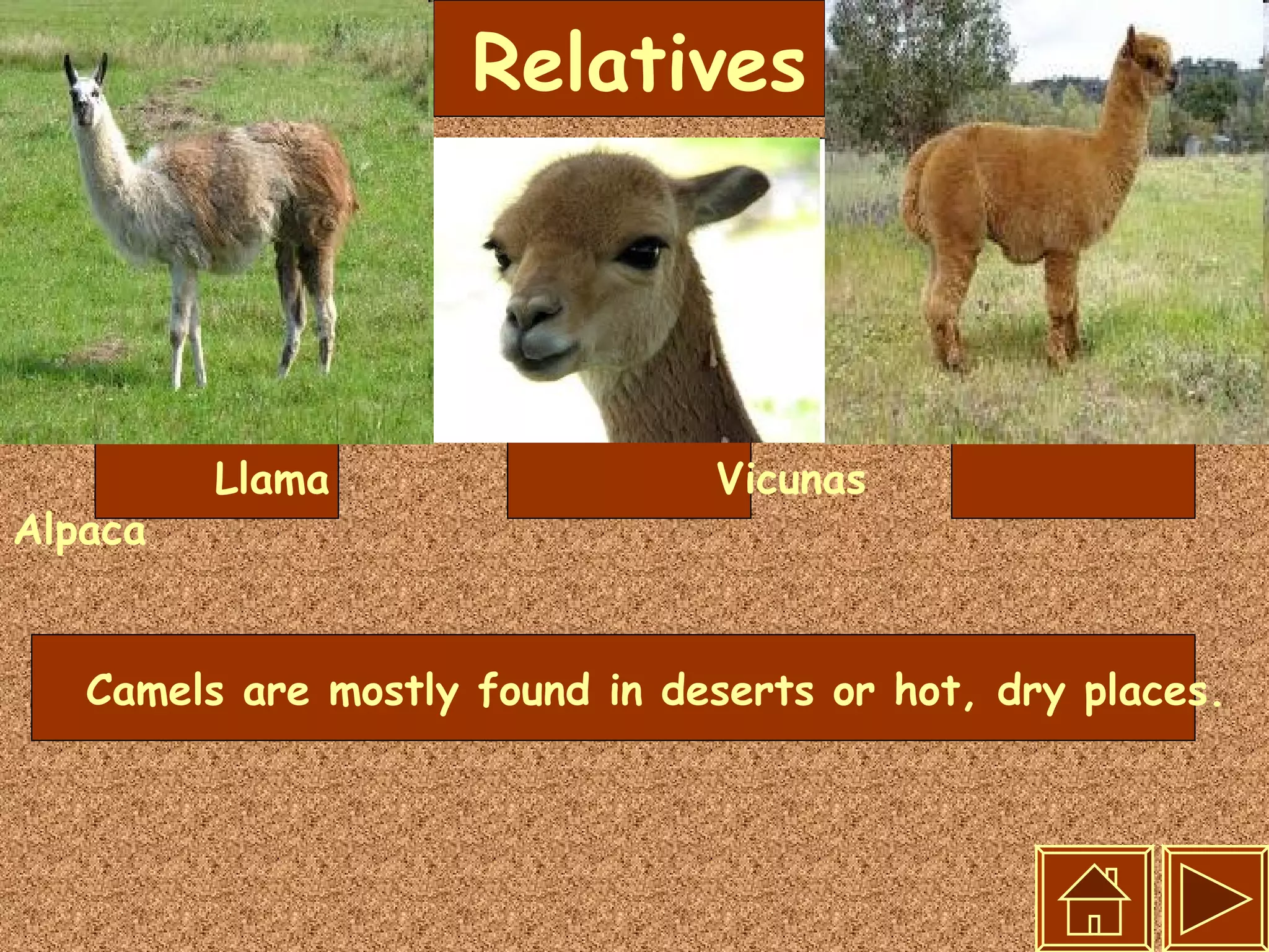 Relatives Llama  Vicunas  Alpaca Camels are mostly found in deserts or hot, dry places.   