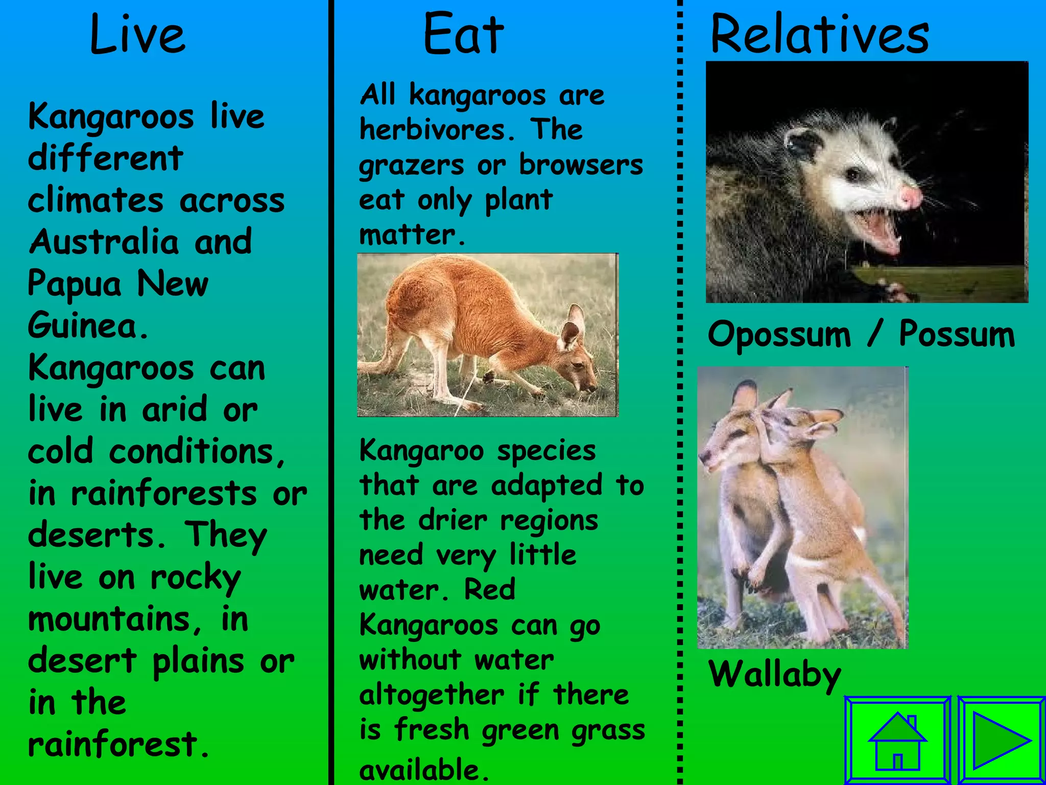 Live  Eat  Relatives All kangaroos are herbivores. The grazers or browsers eat only plant matter.  Kangaroo species that are adapted to the drier regions need very little water. Red Kangaroos can go without water altogether if there is fresh green grass available.   Opossum / Possum Wallaby Kangaroos live different climates across Australia and Papua New Guinea. Kangaroos can live in arid or cold conditions, in rainforests or deserts. They live on rocky mountains, in desert plains or in the rainforest.  
