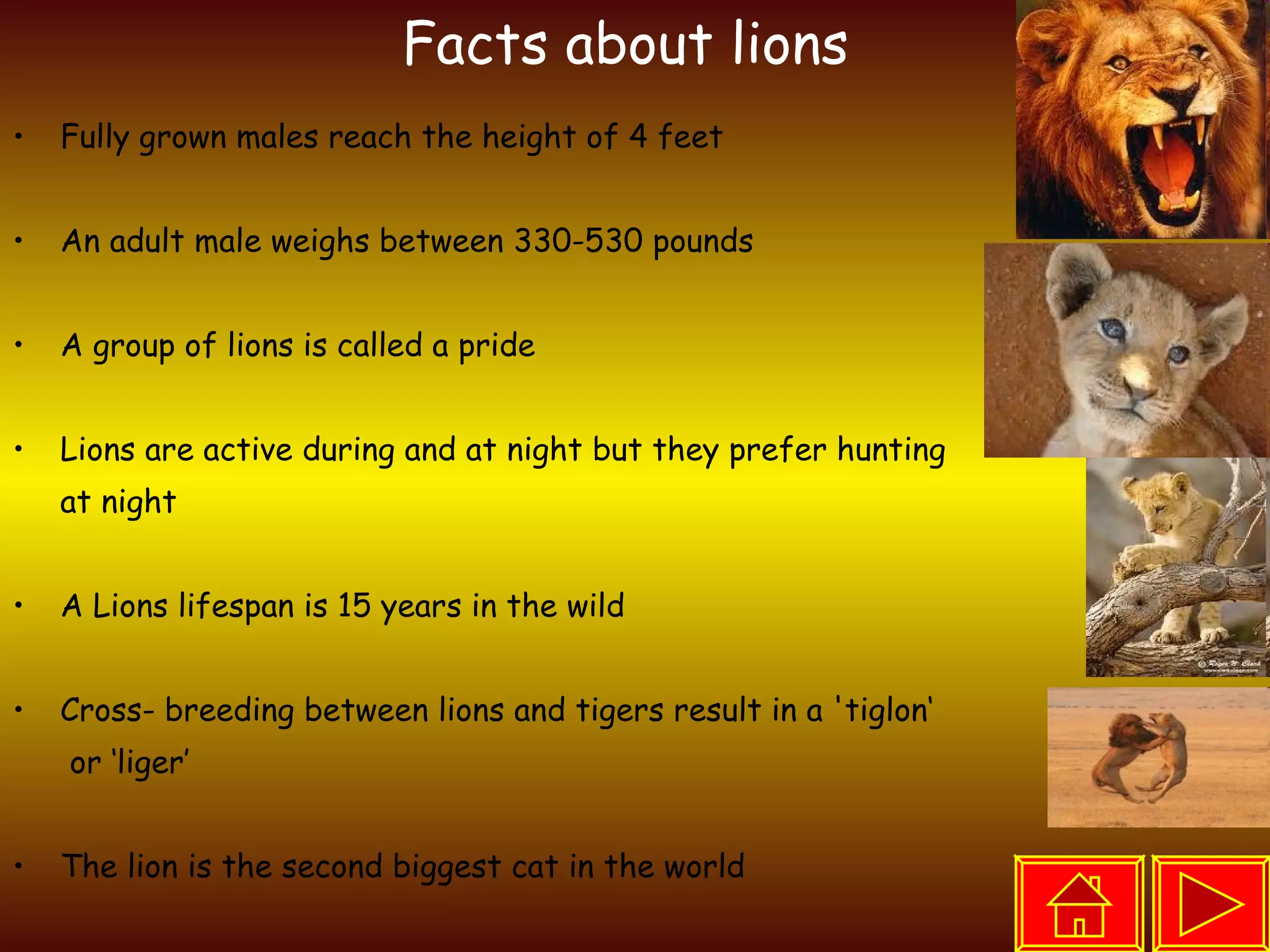 Fully grown males reach the height of 4 feet An adult male weighs between 330-530 pounds  A group of lions is called a pride Lions are active during and at night but they prefer hunting  at night A Lions lifespan is 15 years in the wild Cross- breeding between lions and tigers result in a 'tiglon‘ or ‘liger’ The lion is the second biggest cat in the world A lion can run up to a maximum speed of 80 kilometers per hour  Facts about lions 