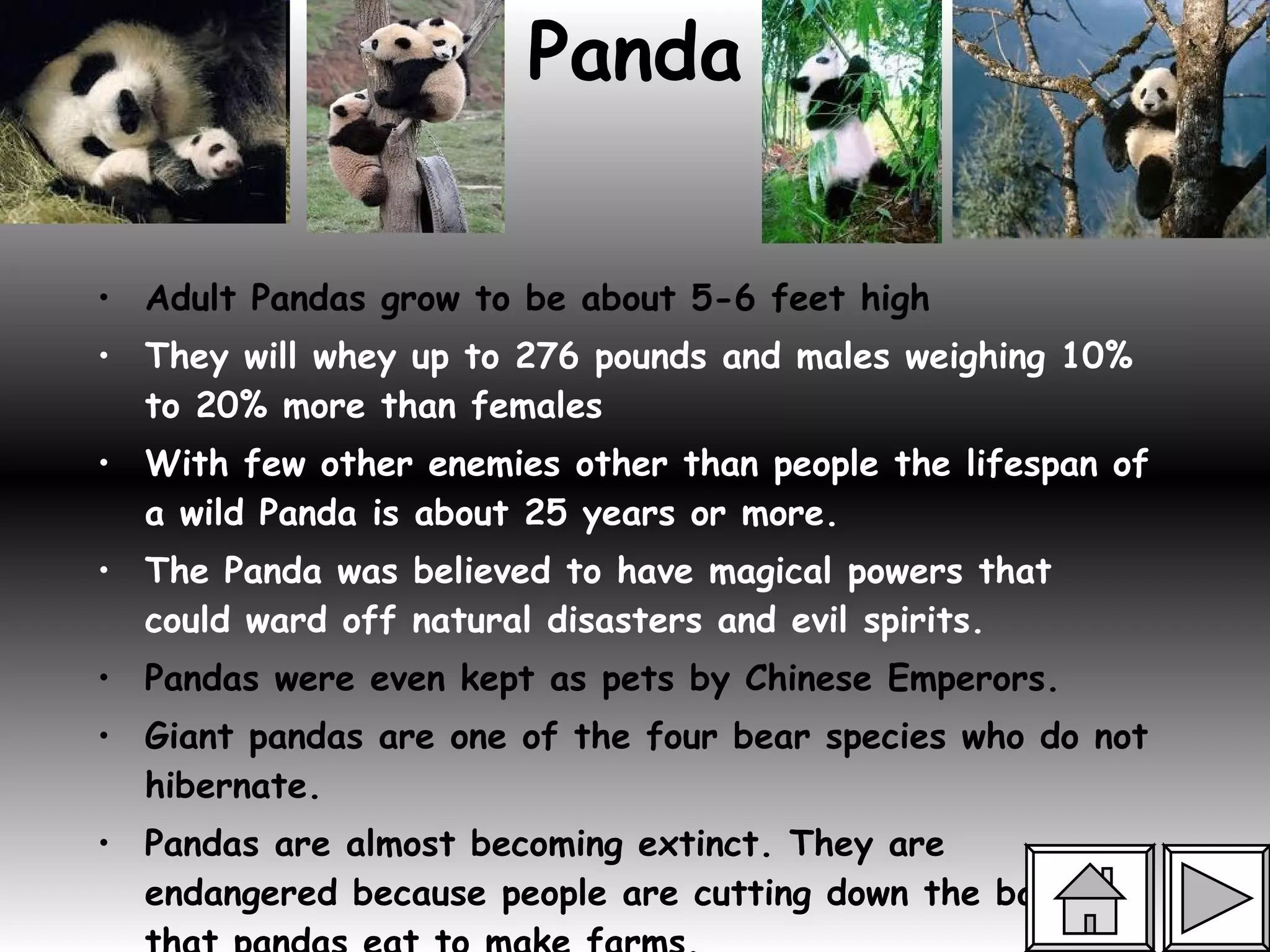 Panda Adult Pandas grow to be about 5-6 feet high  They will whey up to 276 pounds and males weighing 10% to 20% more than females  With few other enemies other than people the lifespan of a wild Panda is about 25 years or more. The Panda was believed to have magical powers that could ward off natural disasters and evil spirits.  Pandas were even kept as pets by Chinese Emperors.  Giant pandas are one of the four bear species who do not hibernate.  Pandas are almost becoming extinct. They are endangered because people are cutting down the bamboo that pandas eat to make farms.  Pandas are pink when they are born.  