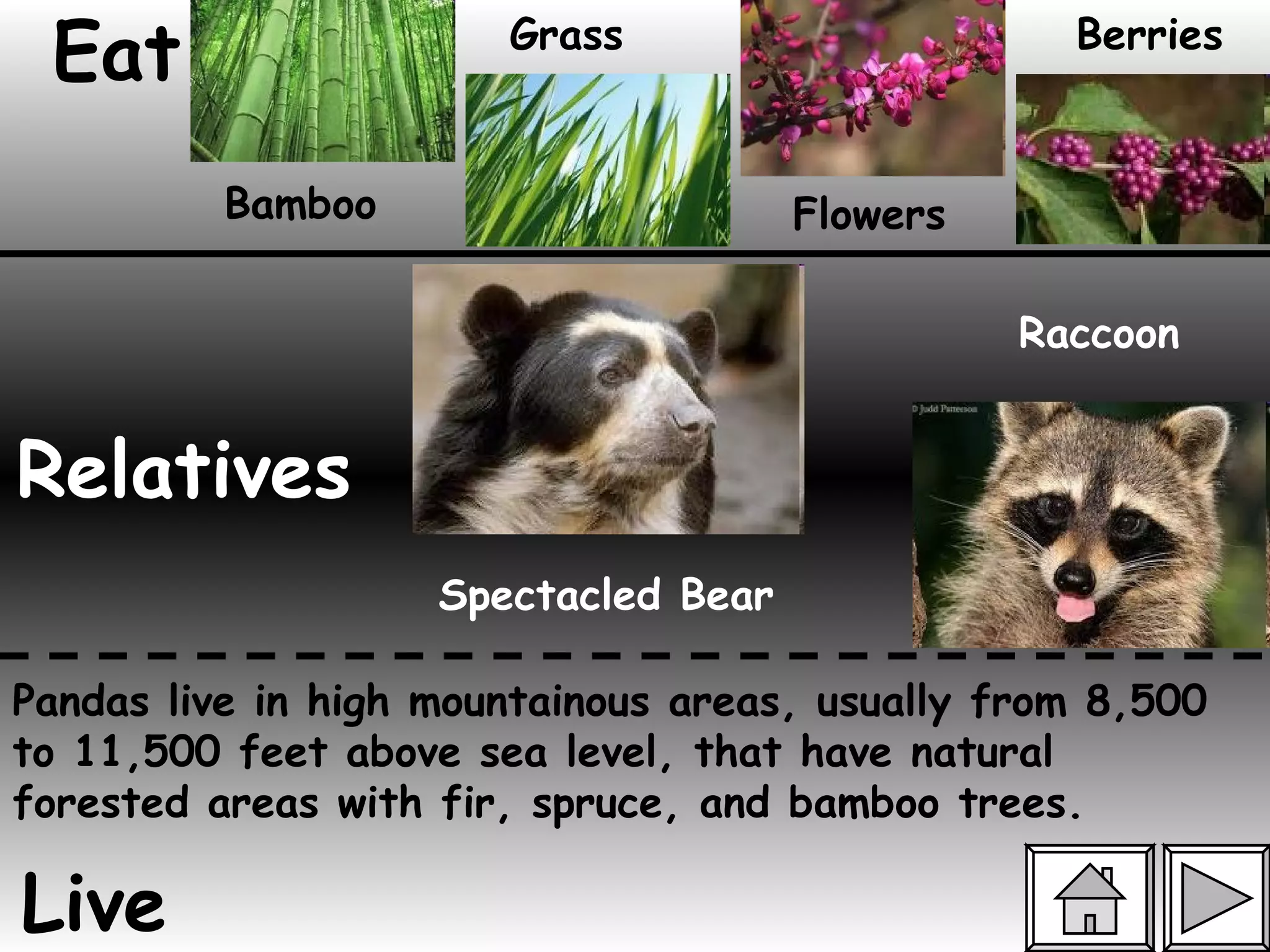 Eat Relatives Live Spectacled Bear Raccoon Bamboo Grass Flowers Berries Pandas live in high mountainous areas, usually from 8,500 to 11,500 feet above sea level, that have natural forested areas with fir, spruce, and bamboo trees.  