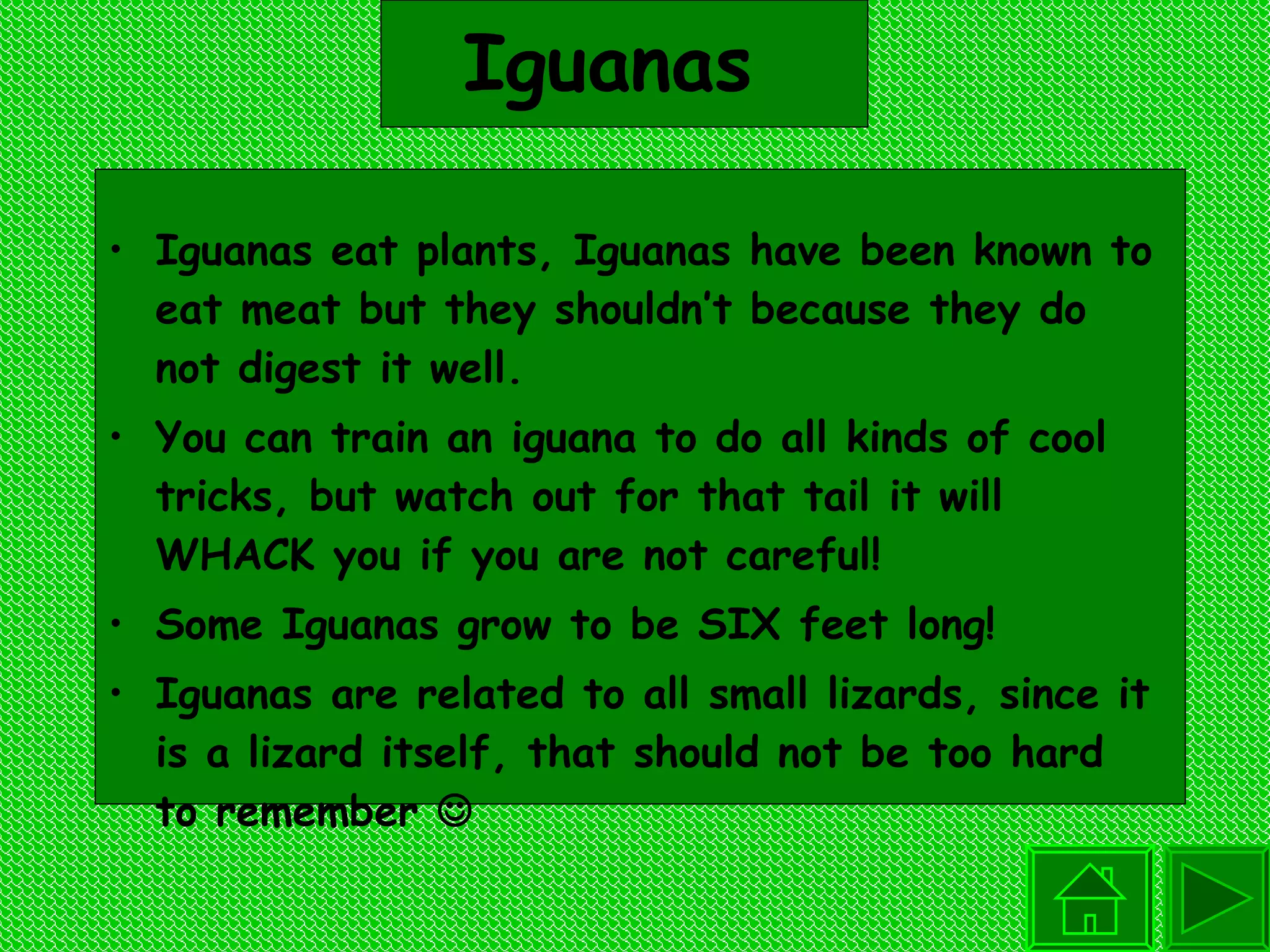Iguanas  Iguanas eat plants, Iguanas have been known to eat meat but they shouldn’t because they do not digest it well.  You can train an iguana to do all kinds of cool tricks, but watch out for that tail it will WHACK you if you are not careful!  Some Iguanas grow to be SIX feet long!  Iguanas are related to all small lizards, since it is a lizard itself, that should not be too hard to remember   