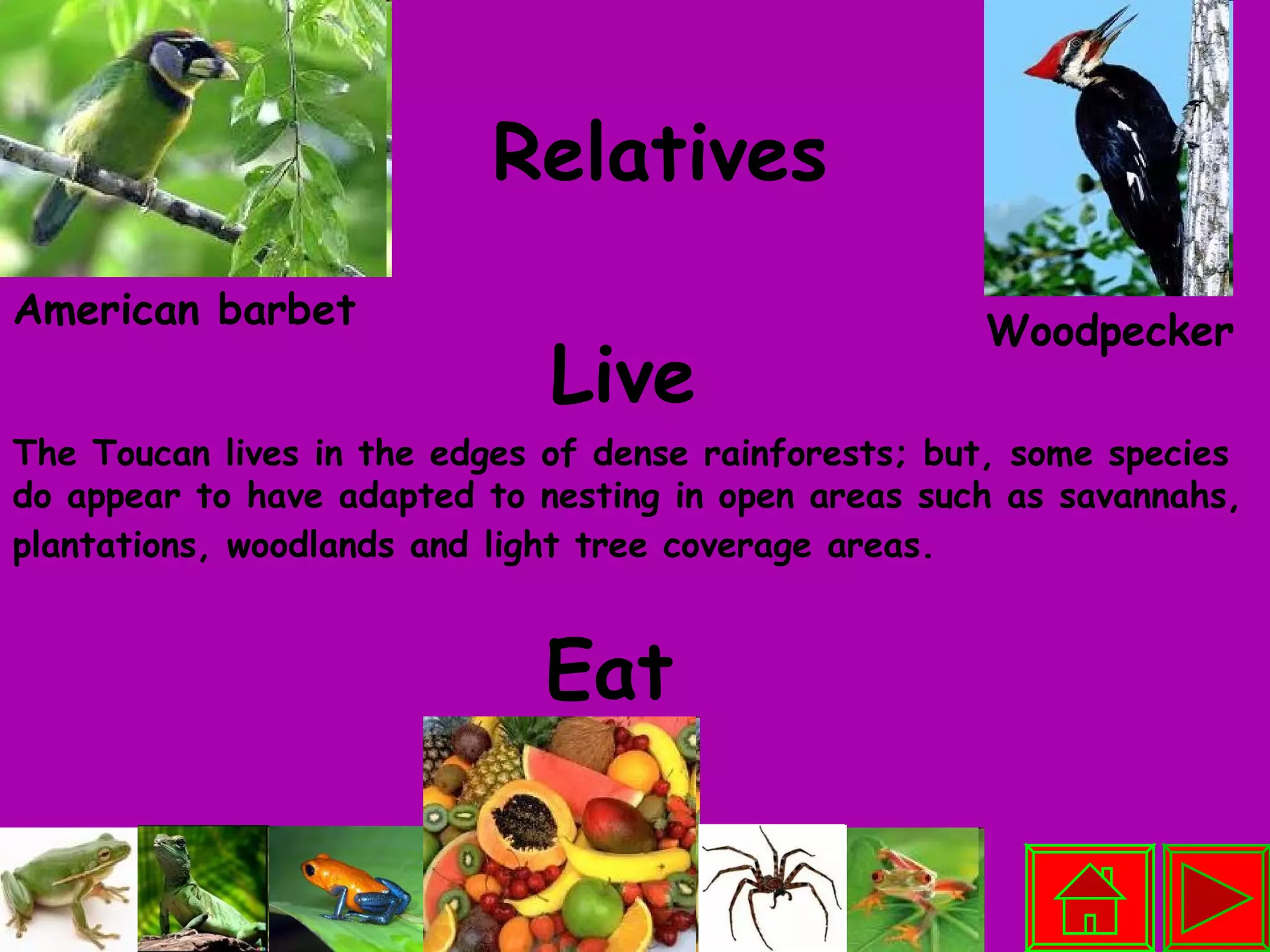Eat Live Relatives Woodpecker American barbet The Toucan lives in the edges of dense rainforests; but, some species do appear to have adapted to nesting in open areas such as savannahs, plantations, woodlands and light tree coverage areas.   