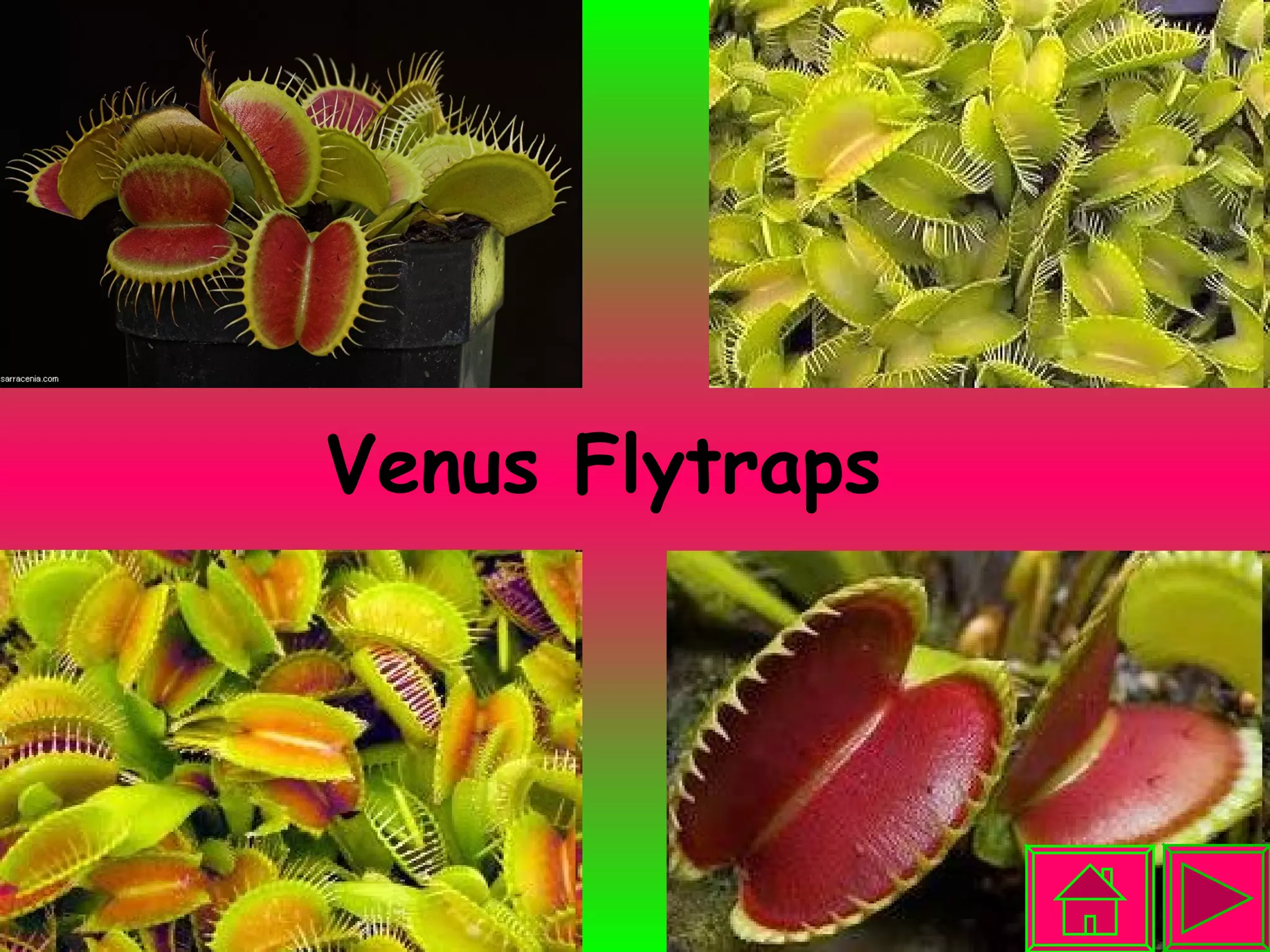 Venus Flytraps 
