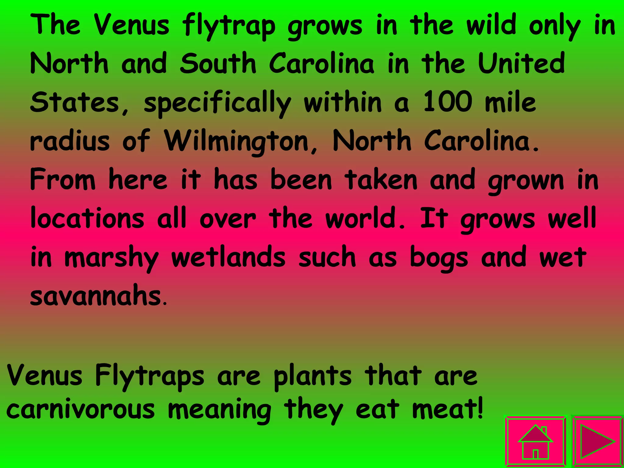 The Venus flytrap grows in the wild only in North and South Carolina in the United States, specifically within a 100 mile radius of Wilmington, North Carolina. From here it has been taken and grown in locations all over the world. It grows well in marshy wetlands such as bogs and wet savannahs . Venus Flytraps are plants that are carnivorous meaning they eat meat!  