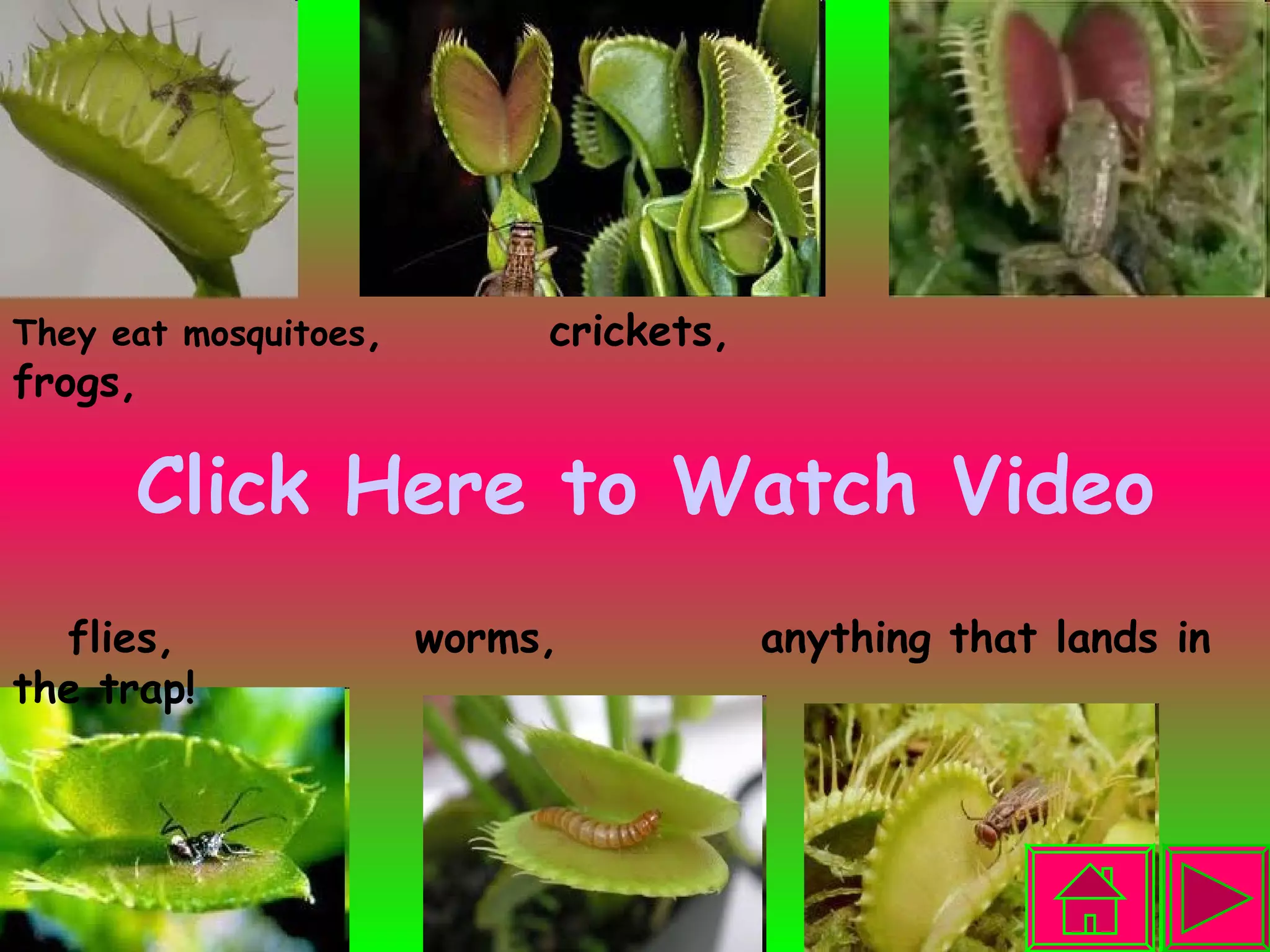Click Here to Watch Video They eat mosquitoes ,  crickets,  frogs,   flies,  worms,  anything that lands in the trap!  
