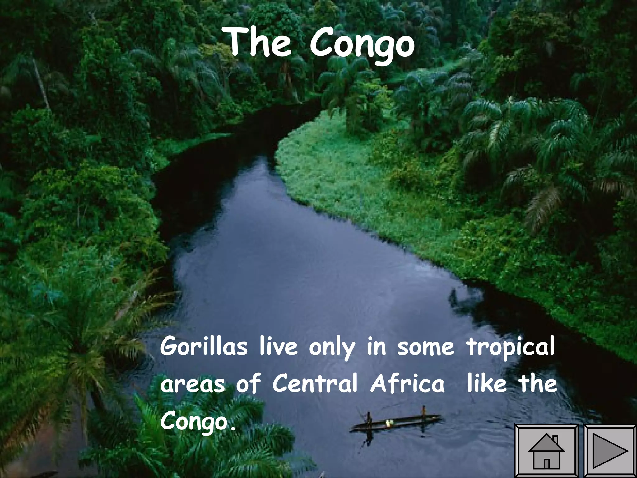 The Congo Gorillas live only in some tropical areas of Central Africa  like the Congo.  