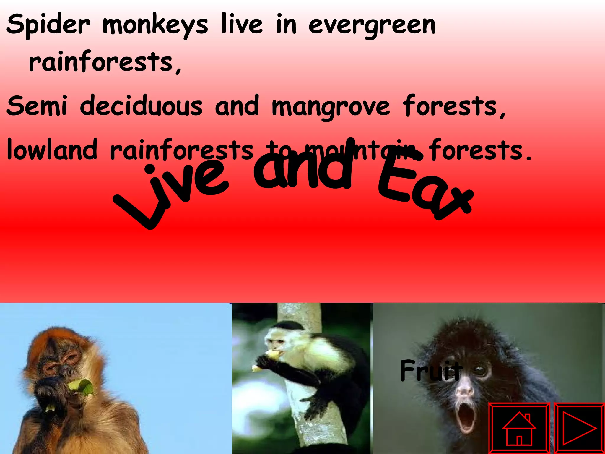 Spider monkeys live in evergreen rainforests, Semi deciduous and mangrove forests, lowland rainforests to mountain forests.  Leaves  Flowers  Fruit  Bugs Live and Eat 