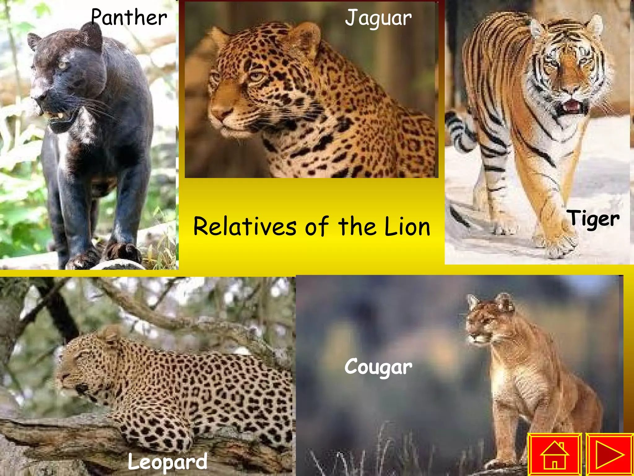 Relatives of the Lion Panther Jaguar Cougar Leopard Tiger 