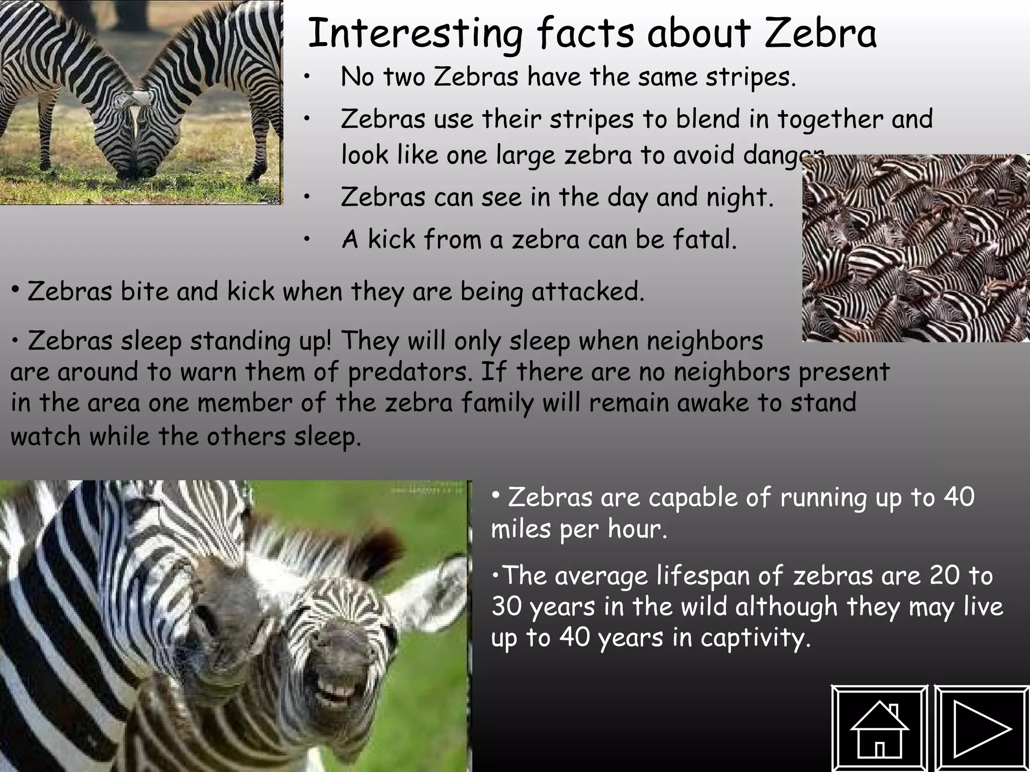 Interesting facts about Zebra No two Zebras have the same stripes.  Zebras use their stripes to blend in together and look like one large zebra to avoid danger Zebras can see in the day and night. A kick from a zebra can be fatal.  Zebras bite and kick when they are being attacked.  Zebras sleep standing up! They will only sleep when neighbors  are around to warn them of predators. If there are no neighbors present in the area one member of the zebra family will remain awake to stand watch while the others sleep.   Zebras are capable of running up to 40 miles per hour.  The average lifespan of zebras are 20 to 30 years in the wild although they may live up to 40 years in captivity.  