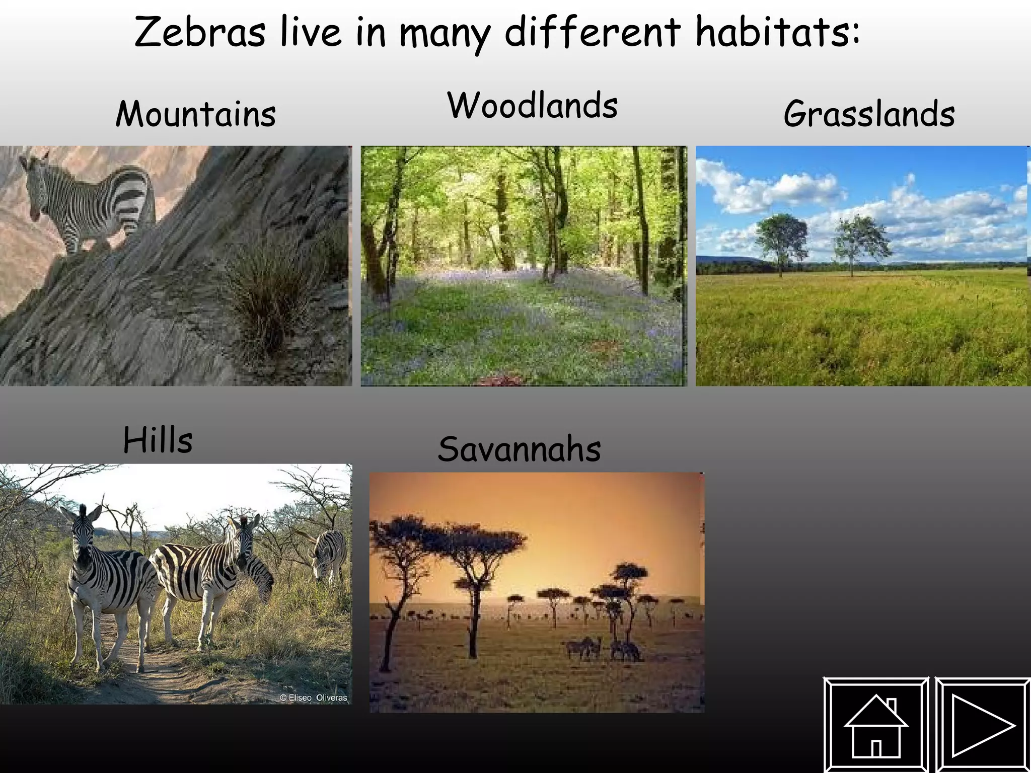 Zebras live in many different habitats: Grasslands Hills Woodlands Savannahs  Mountains 