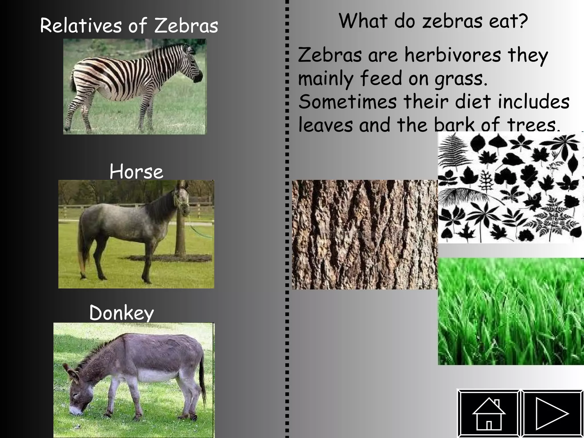What do zebras eat? Relatives of Zebras Horse Donkey Zebras are herbivores they mainly feed on grass. Sometimes their diet includes leaves and the bark of trees. 