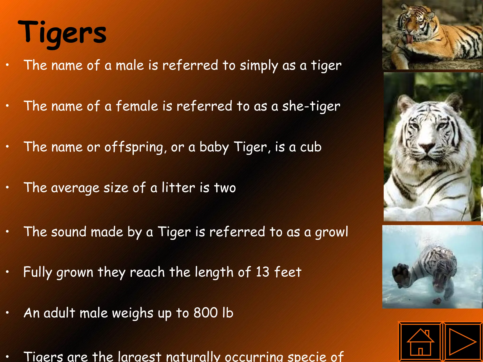 Tigers The name of a male is referred to simply as a tiger The name of a female is referred to as a she-tiger The name or offspring, or a baby Tiger, is a cub The average size of a litter is two The sound made by a Tiger is referred to as a growl Fully grown they reach the length of 13 feet An adult male weighs up to 800 lb  Tigers are the largest naturally occurring specie of  cats  