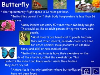 Butterfly *The top butterfly flight speed is 12 miles per hour.  *Butterflies cannot fly if their body temperature is less than 86  degrees.  *Many insects can carry 50 times their own body weight.  This would be like an adult person lifting two heavy cars  full of people.  *Most insects are beneficial to people because  they eat other insects, pollinate crops, are food  for other animals, make products we use (like  honey and silk) or have medical uses.  *Butterflies and insects have their skeletons on the  outside of their bodies, called the exoskeleton. This  protects the insect and keeps water inside their bodies  so they don’t dry out.  *Antarctica is the only continent where butterflys and moths  have not been found *The original name for the butterfly was the ‘flutterby.’ 