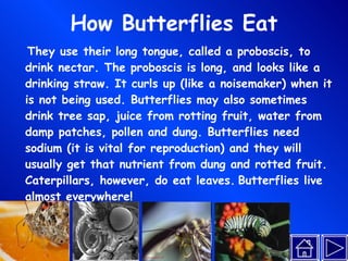 How Butterflies Eat They use their long tongue, called a proboscis, to drink nectar. The proboscis is long, and looks like a drinking straw. It curls up (like a noisemaker) when it is not being used. Butterflies may also sometimes drink tree sap, juice from rotting fruit, water from damp patches, pollen and dung. Butterflies need sodium (it is vital for reproduction) and they will usually get that nutrient from dung and rotted fruit. Caterpillars, however, do eat leaves.   Butterflies live almost everywhere! 