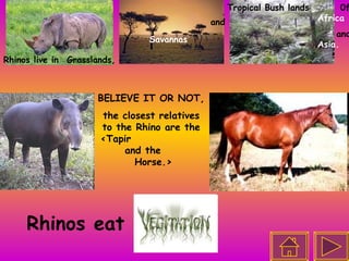 Rhinos live in  Grasslands,  Savannas Tropical Bush lands 0f  Africa and  Asia. and BELIEVE IT OR NOT, the closest relatives to the Rhino are the <Tapir  and the  Horse.> Rhinos eat 