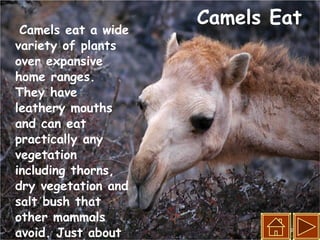 Camels Eat Camels eat a wide variety of plants over expansive home ranges. They have leathery mouths and can eat practically any vegetation including thorns, dry vegetation and salt bush that other mammals avoid. Just about all vegetation available in the desert.   