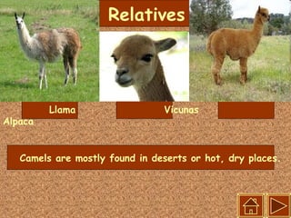 Relatives Llama  Vicunas  Alpaca Camels are mostly found in deserts or hot, dry places.   