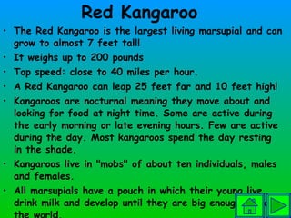 Red Kangaroo The Red Kangaroo is the largest living marsupial and can grow to almost 7 feet tall!  It weighs up to 200 pounds  Top speed: close to 40 miles per hour.  A Red Kangaroo can leap 25 feet far and 10 feet high! Kangaroos are nocturnal meaning they move about and looking for food at night time. Some are active during the early morning or late evening hours. Few are active during the day. Most kangaroos spend the day resting in the shade.  Kangaroos live in "mobs" of about ten individuals, males and females.  All marsupials have a pouch in which their young live, drink milk and develop until they are big enough to face the world.  Baby Kangaroos are called Joeys.  