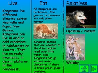 Live  Eat  Relatives All kangaroos are herbivores. The grazers or browsers eat only plant matter.  Kangaroo species that are adapted to the drier regions need very little water. Red Kangaroos can go without water altogether if there is fresh green grass available.   Opossum / Possum Wallaby Kangaroos live different climates across Australia and Papua New Guinea. Kangaroos can live in arid or cold conditions, in rainforests or deserts. They live on rocky mountains, in desert plains or in the rainforest.  