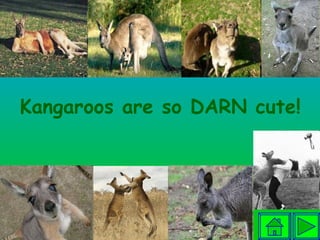 Kangaroos are so DARN cute!   