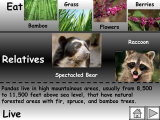 Eat Relatives Live Spectacled Bear Raccoon Bamboo Grass Flowers Berries Pandas live in high mountainous areas, usually from 8,500 to 11,500 feet above sea level, that have natural forested areas with fir, spruce, and bamboo trees.  