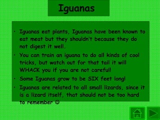 Iguanas  Iguanas eat plants, Iguanas have been known to eat meat but they shouldn’t because they do not digest it well.  You can train an iguana to do all kinds of cool tricks, but watch out for that tail it will WHACK you if you are not careful!  Some Iguanas grow to be SIX feet long!  Iguanas are related to all small lizards, since it is a lizard itself, that should not be too hard to remember   