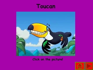 Toucan   Click on the picture! 