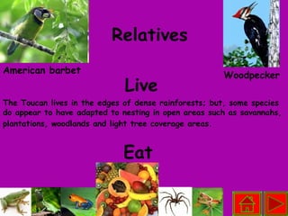 Eat Live Relatives Woodpecker American barbet The Toucan lives in the edges of dense rainforests; but, some species do appear to have adapted to nesting in open areas such as savannahs, plantations, woodlands and light tree coverage areas.   