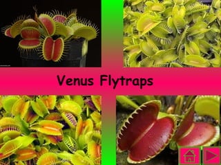 Venus Flytraps 