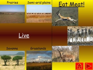 Prairies Semi-arid plains Savanna Grasslands Live Eat Meat! 