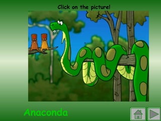 Anaconda Click on the picture! 