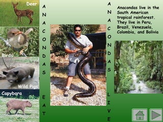 Wild Pigs Birds Deer Capybara  A N A C O N D A S L I V E A N A C O N D A S E A T Anacondas live in the South American tropical rainforest. They live in Peru, Brazil, Venezuela, Colombia, and Bolivia   