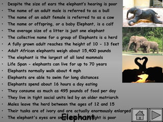 Elephant Despite the size of ears the elephant’s hearing is poor The name of an adult male is referred to as a bull The name of an adult female is referred to as a cow The name or offspring, or a baby Elephant, is a calf The average size of a litter is just one elephant The collective name for a group of Elephants is a herd A fully grown adult reaches the height of 10 - 13 feet Adult African elephants weigh about 15,400 pounds The elephant is the largest of all land mammals Life Span - elephants can live for up to 70 years Elephants normally walk about 4 mph Elephants are able to swim for long distances Elephants spend about 16 hours a day eating They consume as much as 495 pounds of food per day They live in tight social units led by an older matriarch Males leave the herd between the ages of 12 and 15 Their tusks are of ivory and are actually enormously enlarged incisors The elephant's eyes are small and its eyesight is poor They have the largest brains in the animal kingdom  