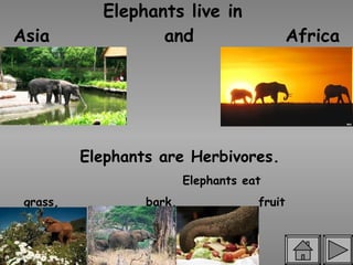 Elephants live in  Asia  and  Africa Elephants eat  grass,  bark,  fruit  and all plants Elephants are Herbivores. 