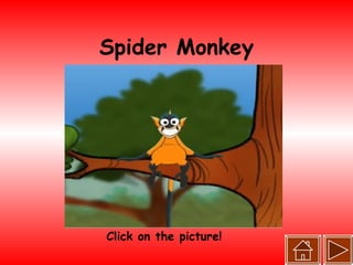 Spider Monkey Click on the picture! 