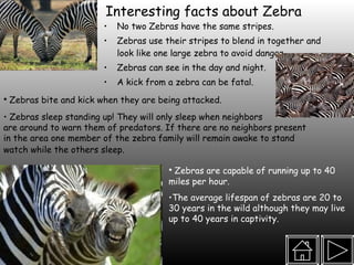 Interesting facts about Zebra No two Zebras have the same stripes.  Zebras use their stripes to blend in together and look like one large zebra to avoid danger Zebras can see in the day and night. A kick from a zebra can be fatal.  Zebras bite and kick when they are being attacked.  Zebras sleep standing up! They will only sleep when neighbors  are around to warn them of predators. If there are no neighbors present in the area one member of the zebra family will remain awake to stand watch while the others sleep.   Zebras are capable of running up to 40 miles per hour.  The average lifespan of zebras are 20 to 30 years in the wild although they may live up to 40 years in captivity.  