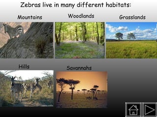 Zebras live in many different habitats: Grasslands Hills Woodlands Savannahs  Mountains 