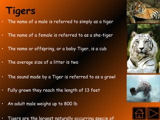 Tigers The name of a male is referred to simply as a tiger The name of a female is referred to as a she-tiger The name or offspring, or a baby Tiger, is a cub The average size of a litter is two The sound made by a Tiger is referred to as a growl Fully grown they reach the length of 13 feet An adult male weighs up to 800 lb  Tigers are the largest naturally occurring specie of  cats  