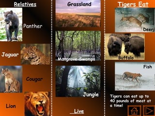 Tigers Eat Deer Buffalo Fish  Tigers can eat up to 40 pounds of meat at a time! Relatives Live Grassland Mangrove Swamps Jungle Panther Jaguar Cougar Lion 