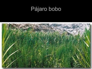 PPáájjaarroo bboobboo 
 