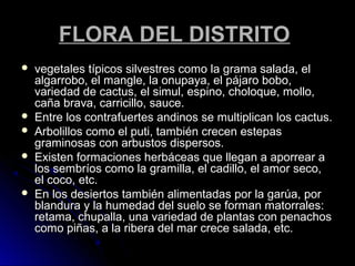 FFLLOORRAA DDEELL DDIISSTTRRIITTOO 
 vveeggeettaalleess ttííppiiccooss ssiillvveessttrreess ccoommoo llaa ggrraammaa ssaallaaddaa,, eell 
aallggaarrrroobboo,, eell mmaannggllee,, llaa oonnuuppaayyaa,, eell ppáájjaarroo bboobboo,, 
vvaarriieeddaadd ddee ccaaccttuuss,, eell ssiimmuull,, eessppiinnoo,, cchhoollooqquuee,, mmoolllloo,, 
ccaaññaa bbrraavvaa,, ccaarrrriicciilllloo,, ssaauuccee.. 
 EEnnttrree llooss ccoonnttrraaffuueerrtteess aannddiinnooss ssee mmuullttiipplliiccaann llooss ccaaccttuuss.. 
 AArrbboolliillllooss ccoommoo eell ppuuttii,, ttaammbbiiéénn ccrreecceenn eesstteeppaass 
ggrraammiinnoossaass ccoonn aarrbbuussttooss ddiissppeerrssooss.. 
 EExxiisstteenn ffoorrmmaacciioonneess hheerrbbáácceeaass qquuee lllleeggaann aa aappoorrrreeaarr aa 
llooss sseemmbbrrííooss ccoommoo llaa ggrraammiillllaa,, eell ccaaddiilllloo,, eell aammoorr sseeccoo,, 
eell ccooccoo,, eettcc.. 
 EEnn llooss ddeessiieerrttooss ttaammbbiiéénn aalliimmeennttaaddaass ppoorr llaa ggaarrúúaa,, ppoorr 
bbllaanndduurraa yy llaa hhuummeeddaadd ddeell ssuueelloo ssee ffoorrmmaann mmaattoorrrraalleess:: 
rreettaammaa,, cchhuuppaallllaa,, uunnaa vvaarriieeddaadd ddee ppllaannttaass ccoonn ppeennaacchhooss 
ccoommoo ppiiññaass,, aa llaa rriibbeerraa ddeell mmaarr ccrreeccee ssaallaaddaa,, eettcc.. 
 