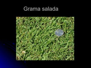 GGrraammaa ssaallaaddaa 
 