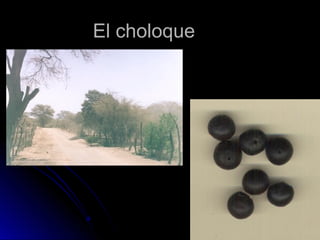 EEll cchhoollooqquuee 
 