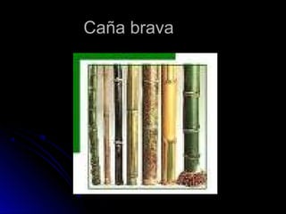 CCaaññaa bbrraavvaa 
 