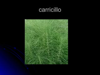 ccaarrrriicciilllloo 
 