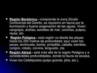  RReeggiióónn BBeennttóónniiccaa..-- ccoommpprreennddee llaa zzoonnaa ZZóóccaalloo 
CCoonnttiinneennttaall ddeell DDiissttrriittoo,, eess rriiqquuííssiimmoo eenn ffaauunnaa ppoorr llaa 
iilluummiinnaacciióónn yy bbuueennaa ooxxiiggeennaacciióónn ddee llaass aagguuaass.. VViivveenn:: 
ccaannggrreejjooss,, aarraaññaass,, eessttrreellllaass ddee mmaarr,, ccoonncchhaass,, ppuullppooss,, 
rraayyaass,, eettcc.. 
 RReeggiióónn PPeelláággiiccaa..-- eessttaa rreeggiióónn vvaa ddeessddee llaass ppllaayyaass 
hhaassttaa llooss 220000 mmeettrrooss ddee pprrooffuunnddiiddaadd;; aaqquuíí vviivveenn llooss 
ppeecceess:: aanncchhoovveettaa,, bboonniittoo,, ppiinnttaaddiillllaa,, ccaabbaallllaa,, bbaarrrriilleettee,, 
ccoonnggrriioo,, rroobbaalloo,, ccoorrvviinnaa,, lleenngguuaaddoo,, ccttee.. 
 RReeggiióónn AAbbiissaall..-- eessttáá mmááss aalllláá ddee llaa rreeggiióónn PPeelláággiiccaa yy aa 
ccoonnssiiddeerraabblleess pprrooffuunnddiiddaaddeess,, ddoonnddee llaa ffaauunnaa eess eessccaassaa.. 
 VViivveenn llooss CCeeffaallóóppooddooss ((ppuullppoo ggrraannddee,, jjiibbiiaa,, eettcc..)).. 
 