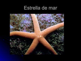 EEssttrreellllaa ddee mmaarr 
 