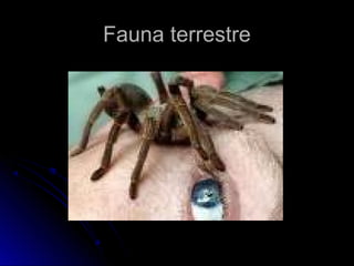 FFaauunnaa tteerrrreessttrree 
 